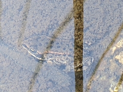Rana luteiventris