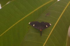 Melanchroia vazquezae