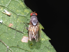 Callomyiinae