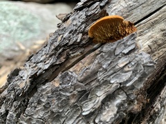 Phyllotopsis nidulans