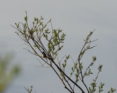 Emberiza schoeniclus