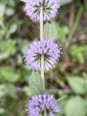 Mentha pulegium