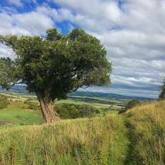 Griselinia littoralis