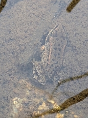 Rana luteiventris