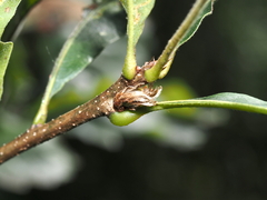 Andricus quercusfrondosus