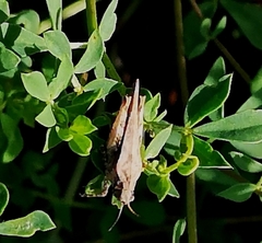 Tetrix subulata