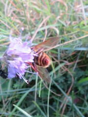 Sericomyia silentis