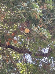 Amphibolips quercuspomiformis