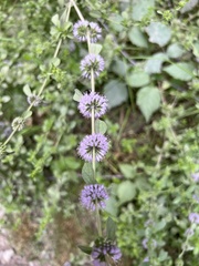 Mentha pulegium