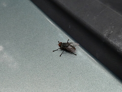 Oestroidea