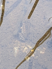 Rana luteiventris