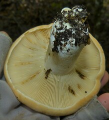 Lactifluus hygrophoroides
