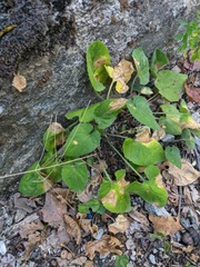 Viola odorata