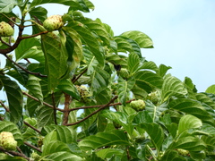 Battus polydamas