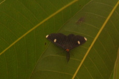 Melanchroia vazquezae