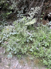 Mentha pulegium