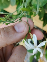 Jasminum fluminense