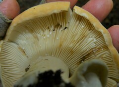 Lactifluus hygrophoroides