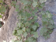 Ribes montigenum