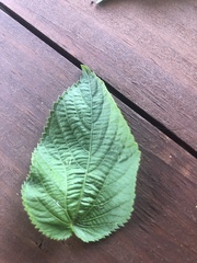 Acalypha ostryifolia