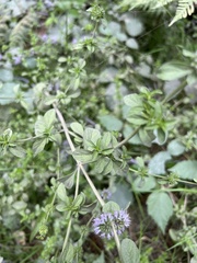 Mentha pulegium