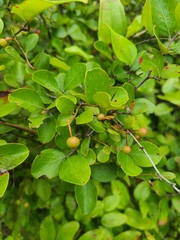 Vaccinium arboreum