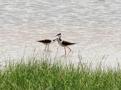Himantopus mexicanus melanurus