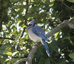 Cyanocitta cristata
