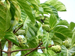 Battus polydamas