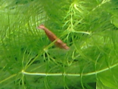 Neocaridina davidi