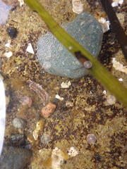 Hemigrapsus oregonensis