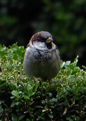 Passer domesticus