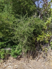 Asparagus