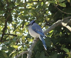 Cyanocitta cristata