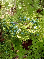Juniperus ashei