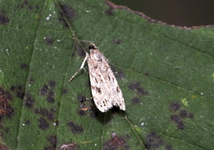 Eudonia strigalis