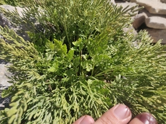 Cryptogramma cascadensis