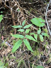 Prosartes hookeri