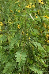 Senna hebecarpa