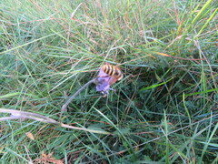 Sericomyia silentis