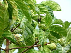 Battus polydamas