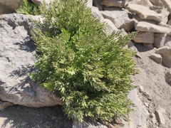 Cryptogramma cascadensis