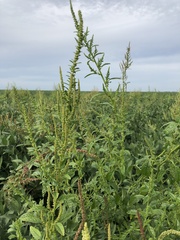 Amaranthus tuberculatus