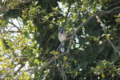 Cyanocitta cristata