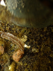 Hemigrapsus oregonensis