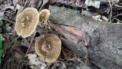 Lentinus crinitus