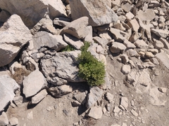 Cryptogramma cascadensis