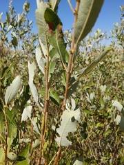 Salix scouleriana