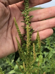 Amaranthus tuberculatus
