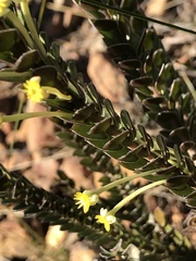 Struthiola argentea